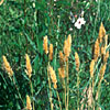 Photo of Sweet Vernal Grass.